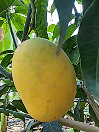 Yerli Mango Adet (500gr üzeri)