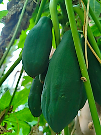 Taze Yerli Papaya Meyvesi Adet (500gr üzeri)