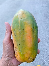Taze Yerli Papaya Meyvesi 1 Kg