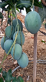 Yerli Mango 1 kg