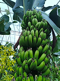 Anamur Muzu 10kg