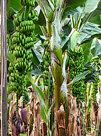 Anamur Muzu 5kg