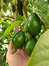 Bacon Cinsi Avokado 20 Adet