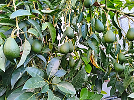 Bacon Cinsi Avokado 15 Adet