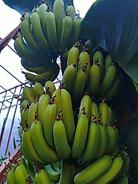 Anamur Muzu 15kg