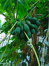 Taze Yerli Papaya Meyvesi 1 Kg